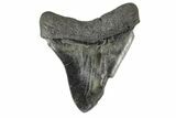 Serrated, Fossil Megalodon Tooth - South Carolina #168778-1